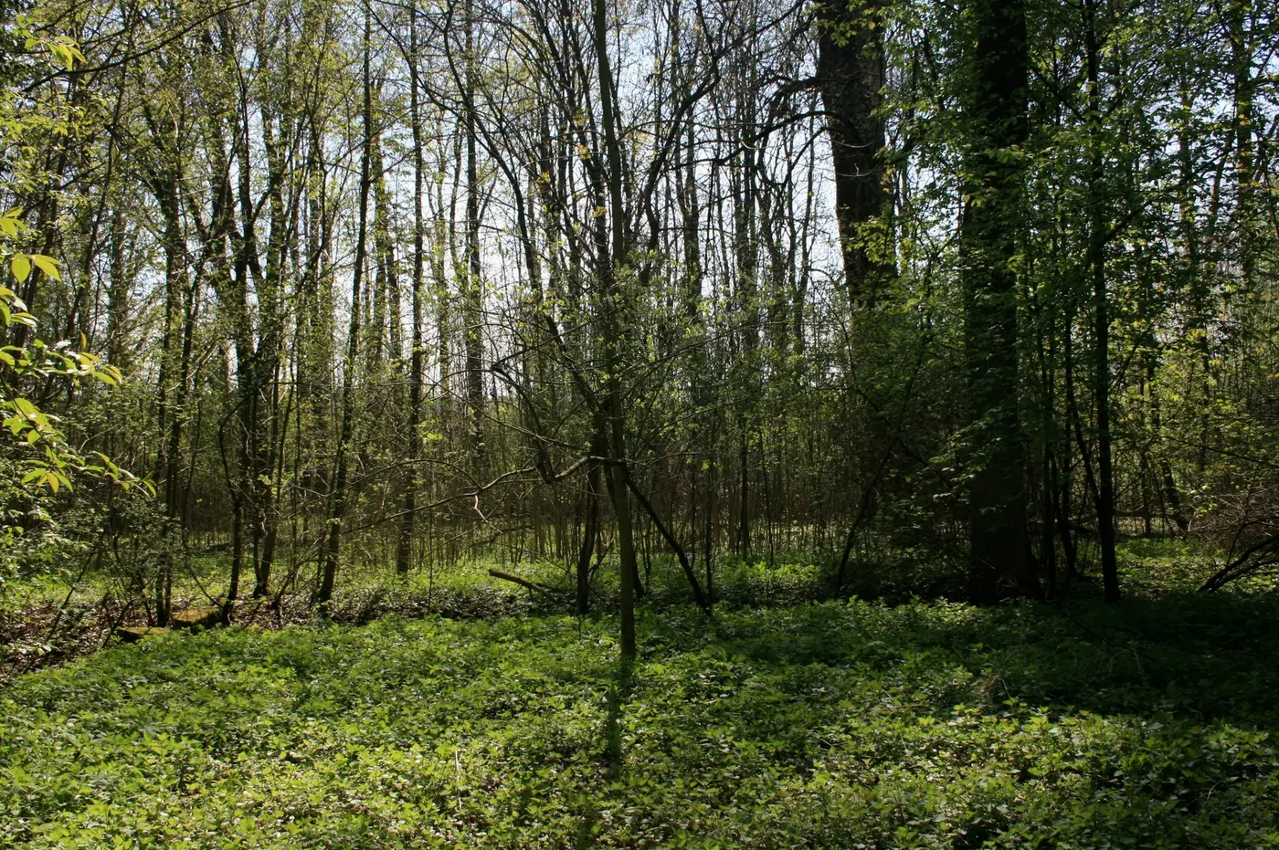 Ansicht von Lautenbach