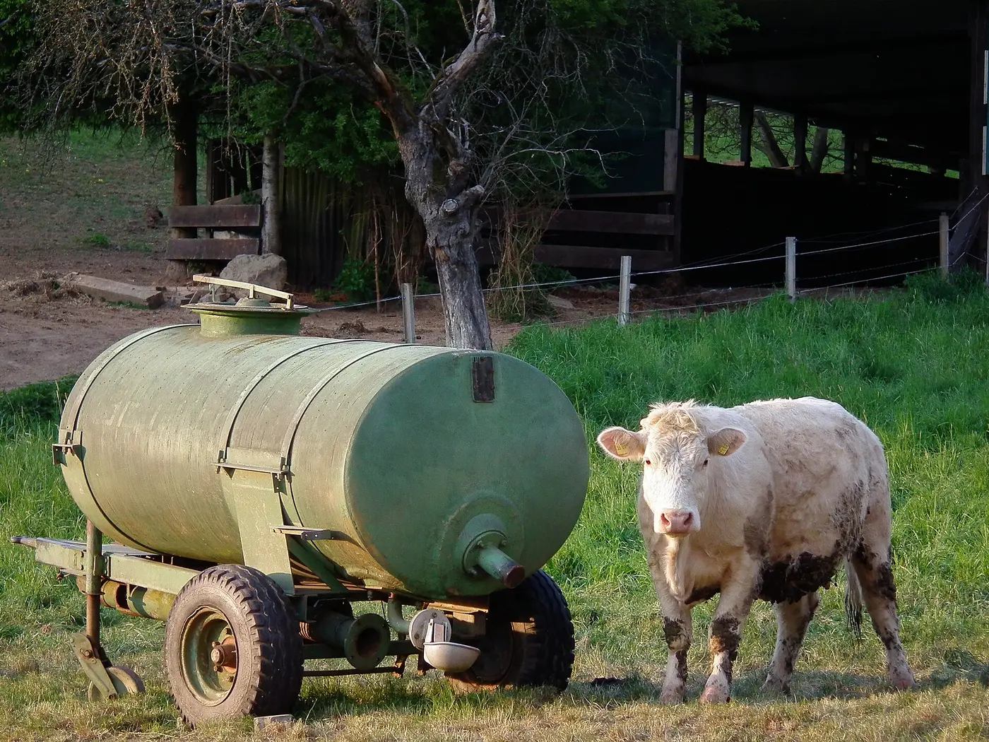 Mutterkuh neben mobiler Viehtränke, fotografiert auf einer Koppel in der Nähe von Linnenbach