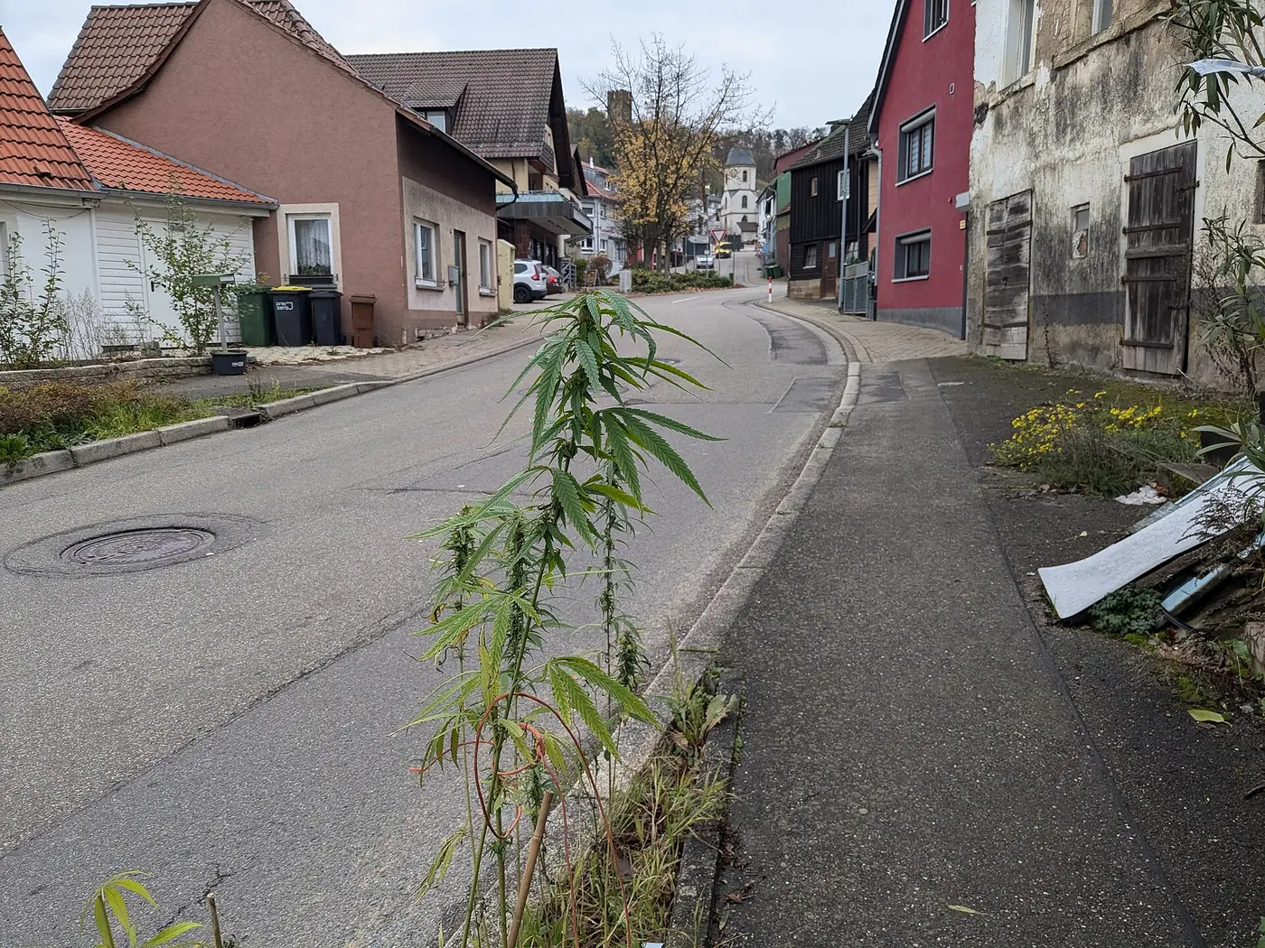 Straßenansicht der Kürnbacher Straße in Sternenfels mit interessanter Spontanvegetation.