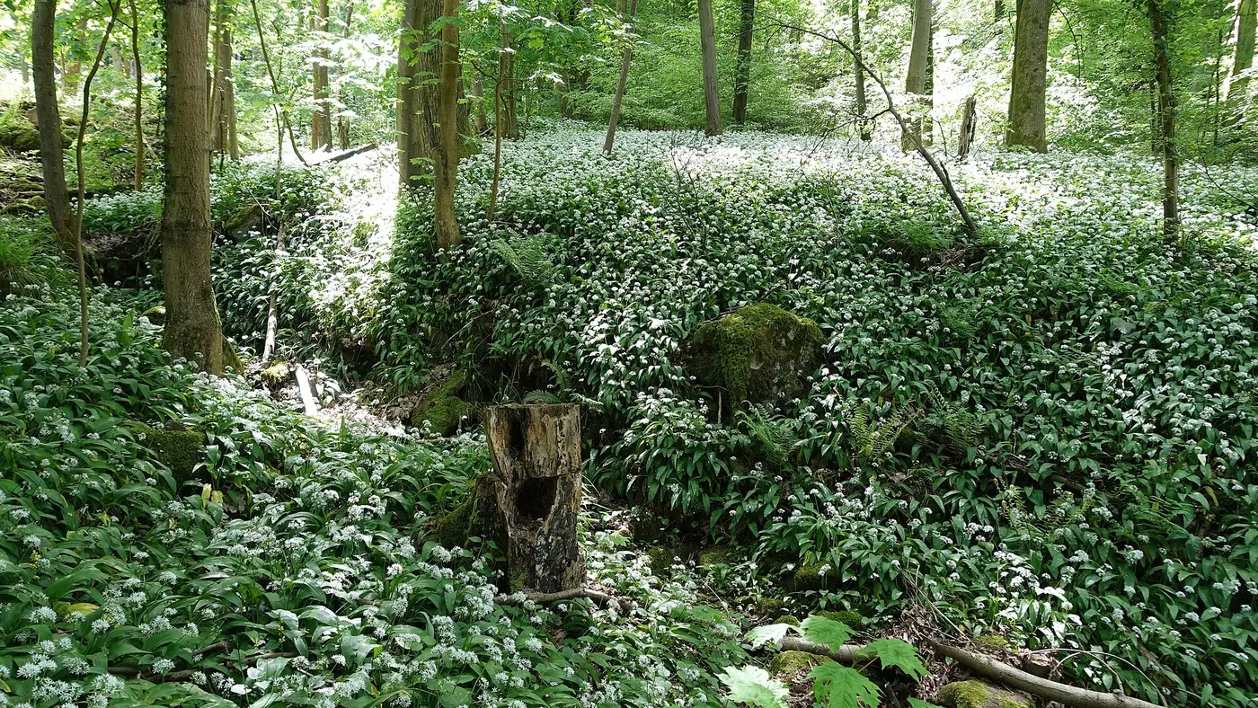 Ansicht von Zwingenberg